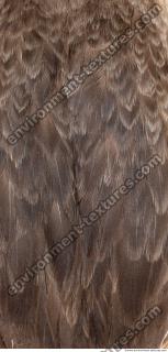 bird feathers 0013